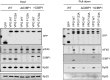 Figure 9—figure supplement 1.