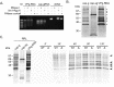 Figure 11—figure supplement 1.