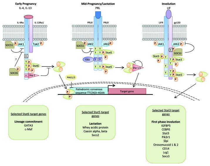 graphic file with name jkst-1-151-g1.jpg