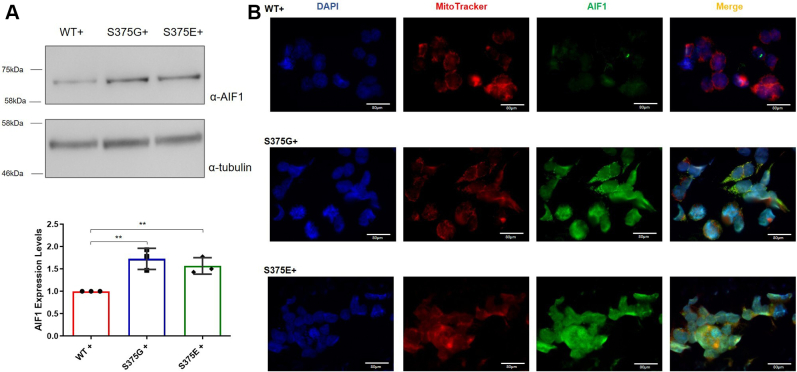 Figure 6