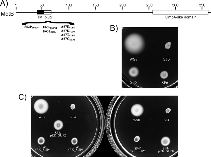 Fig 6