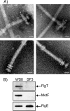 Fig 7