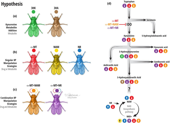 FIGURE 1