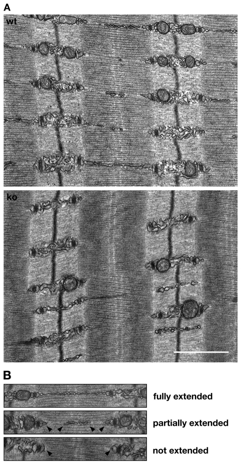 Fig. 5.