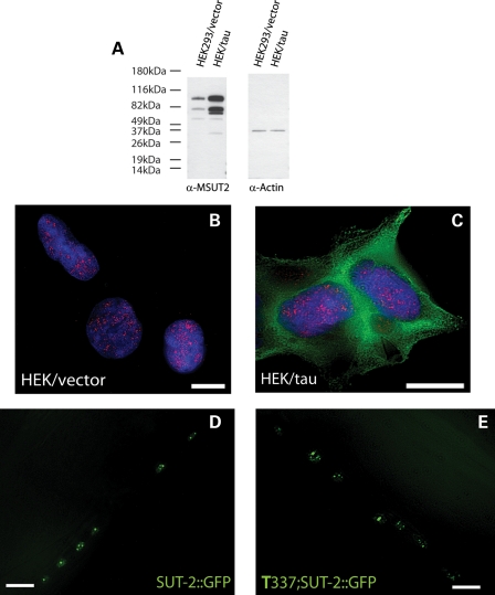 Figure 3.