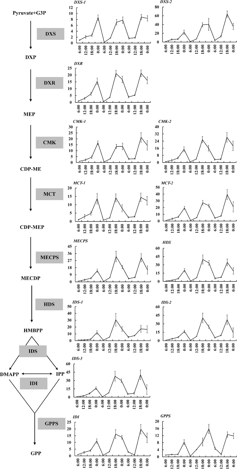 FIGURE 2