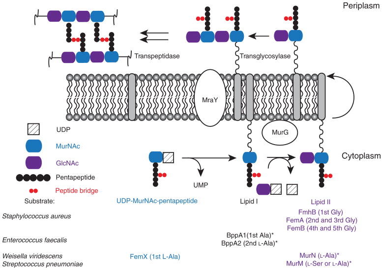 FIGURE 2