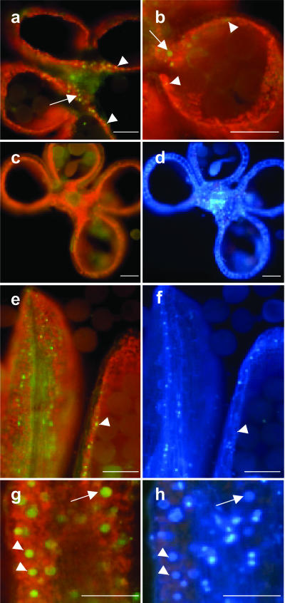 Figure 6.