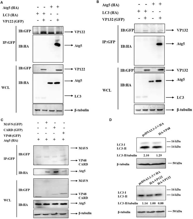 FIGURE 3