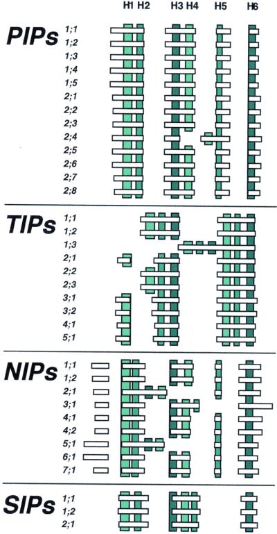 The Complete Set of Genes Encoding Major Intrinsic Proteins in ...