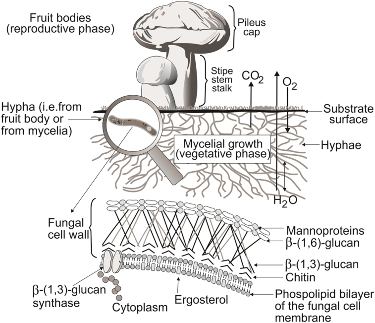 Fig. 1