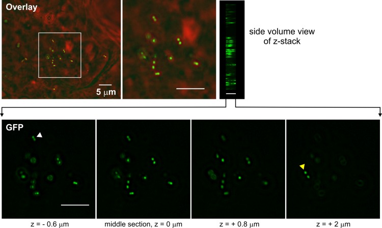 FIG 4