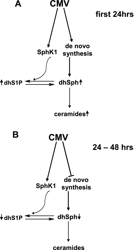 FIGURE 12.