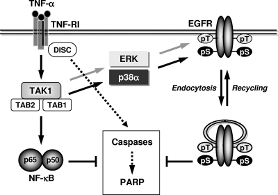 FIG. 8.