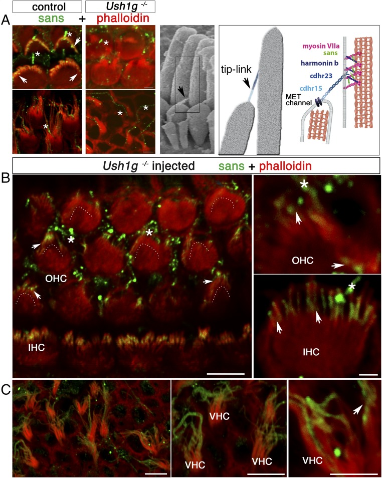 Fig. 2.