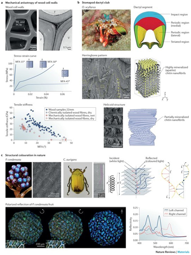 Figure 2|