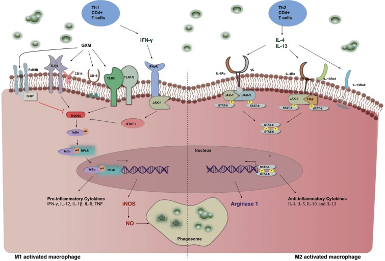 Macrophage activation state determines the outcome of Cryptococcus neoformans clearance.