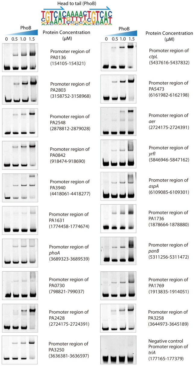 Figure 2—figure supplement 2.