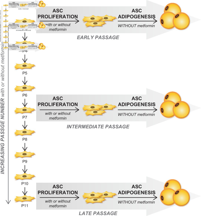 Figure 7—figure supplement 1.