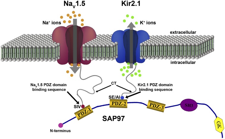 Fig. P1.