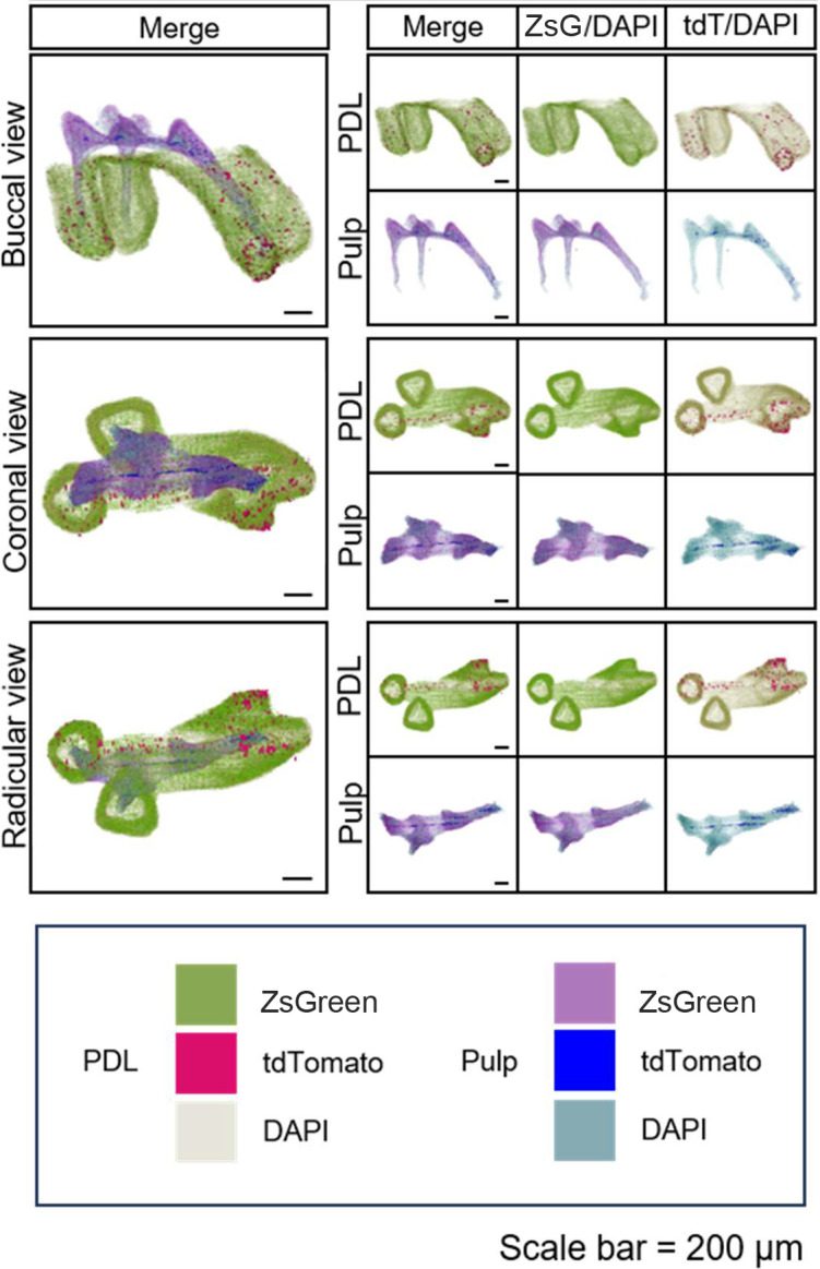 Figure 3—figure supplement 5.