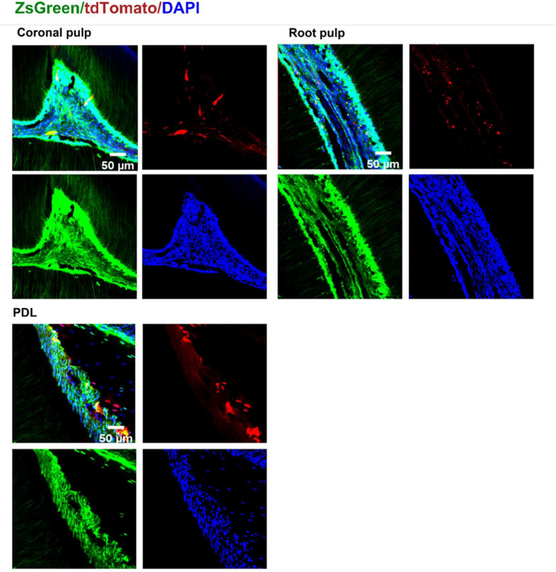 Figure 6—figure supplement 2.