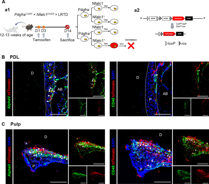 Figure 9—figure supplement 1.