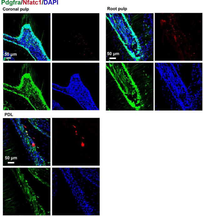 Figure 3—figure supplement 2.