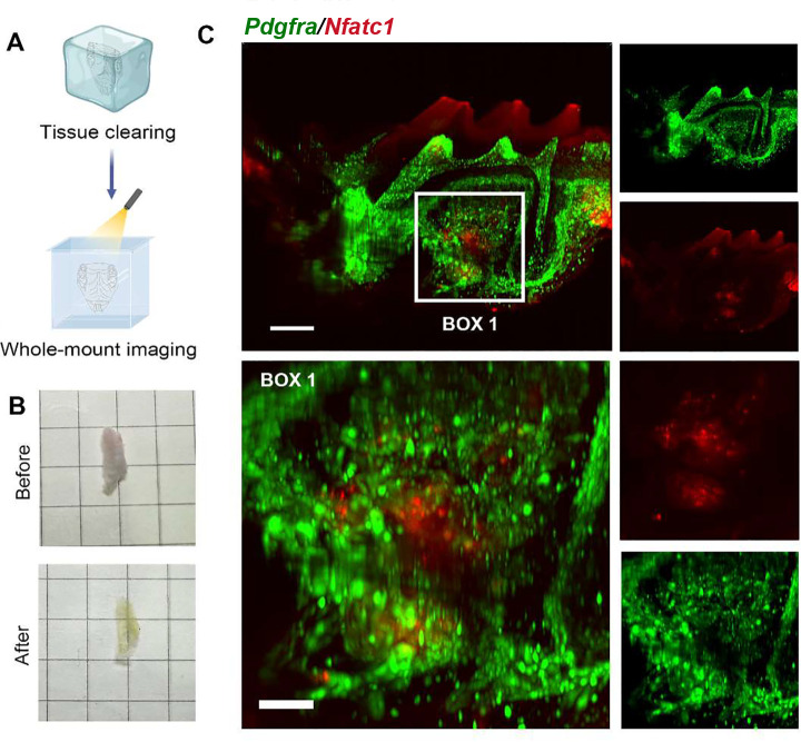 Figure 2—figure supplement 1.