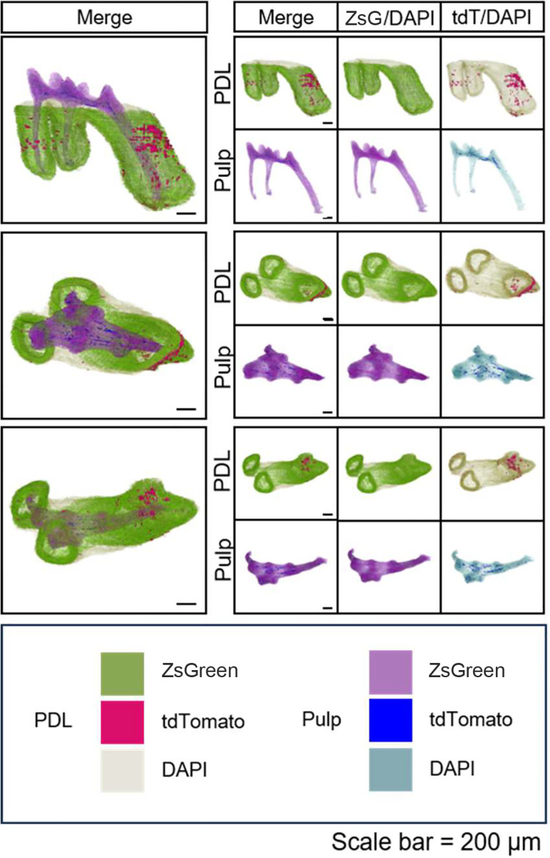 Figure 6—figure supplement 5.