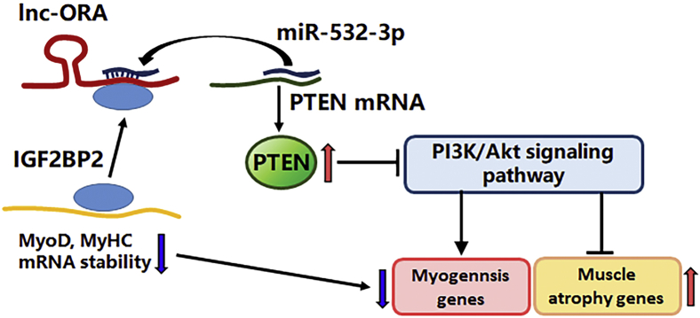 Figure 11