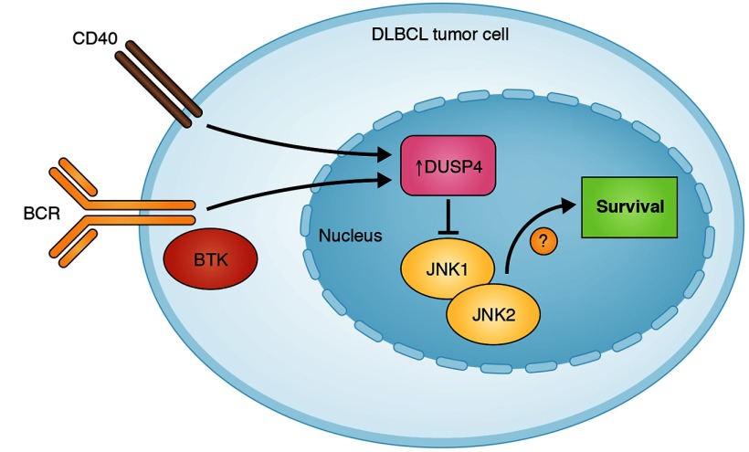 graphic file with name JEM_2125insight2_Fig2.jpg