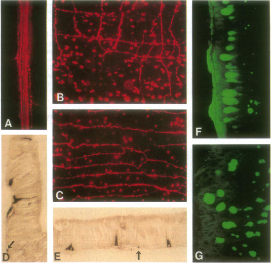 graphic file with name pnas01147-0137-a.jpg