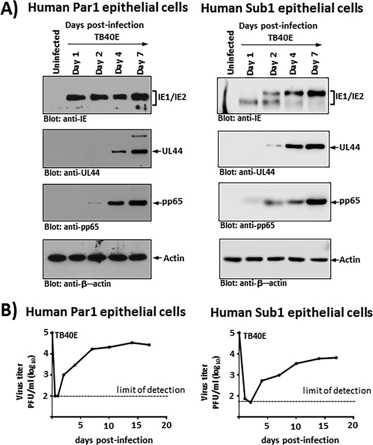 FIG 3