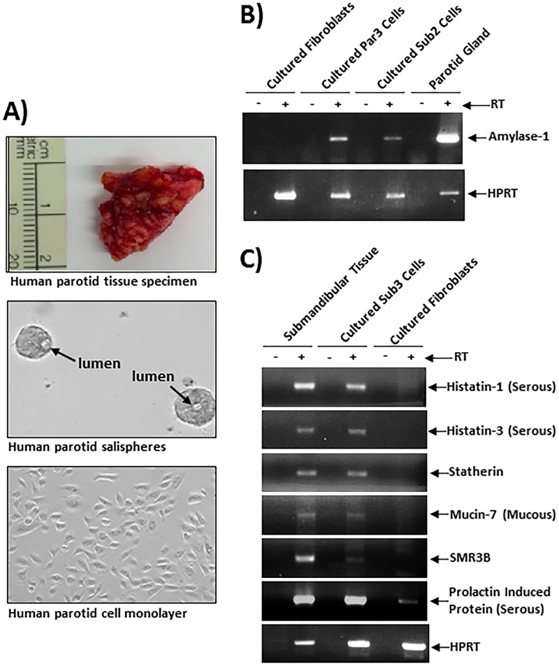 FIG 1