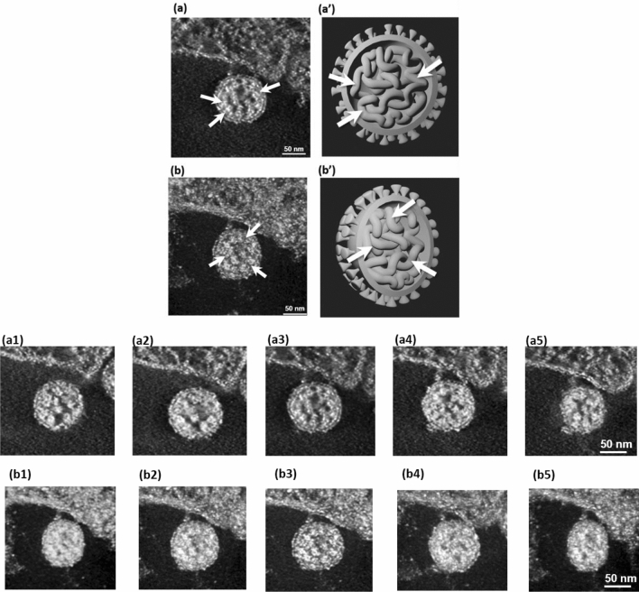 Fig. 5