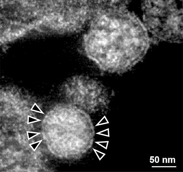 Fig. 7