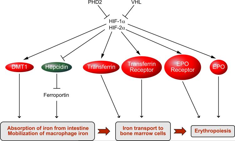 FIGURE 11