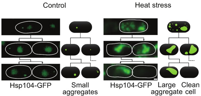 Stress breeds asymmetry. In the normal situation (left-hand panel), aggregates are small and partitioned symmetrically. After thermal stress (right-hand panel), increased rates of aggregate fusion result in a smaller number of larger aggregates. By the second cell division (bottom of each panel), one cell inherits all, and is likely to die soon after.