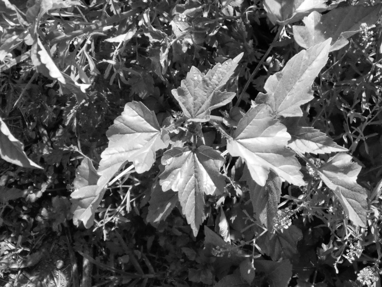 FIG. 1.
