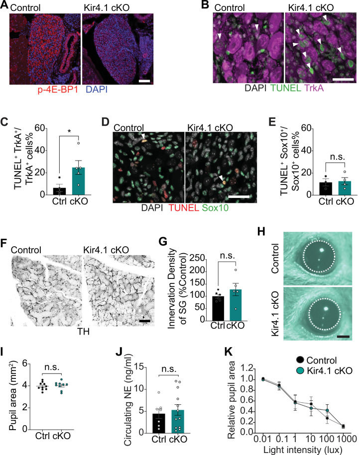 Figure 5—figure supplement 1.