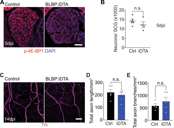 Figure 2—figure supplement 1.