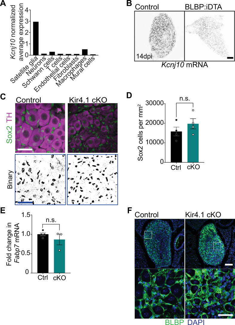 Figure 4—figure supplement 1.