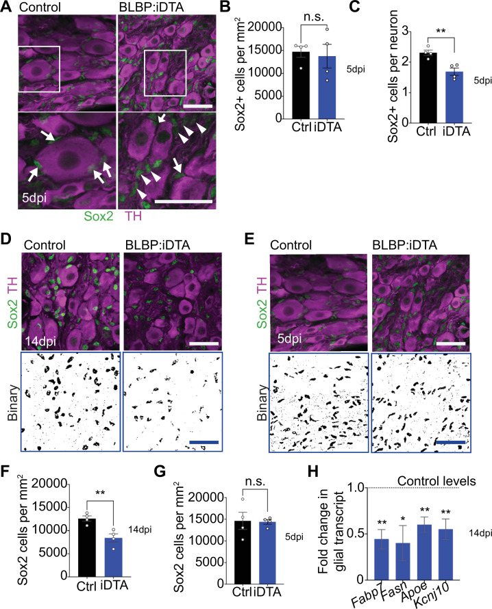 Figure 1—figure supplement 2.