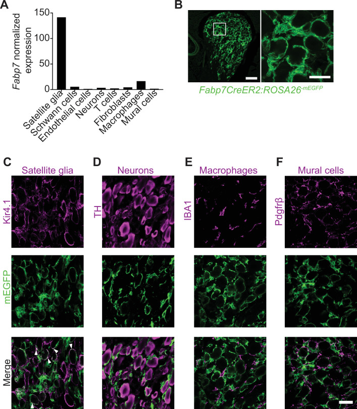 Figure 1—figure supplement 1.