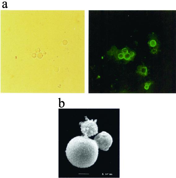 FIG. 6