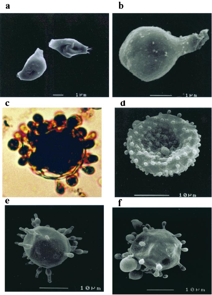 FIG. 1