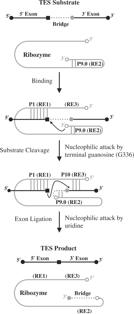 Figure 1.