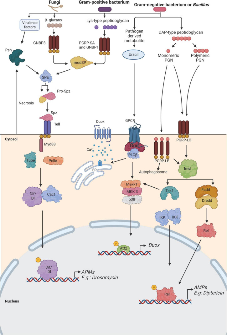 FIGURE 2