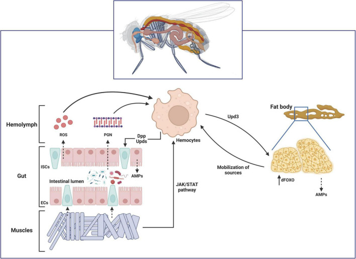 FIGURE 3